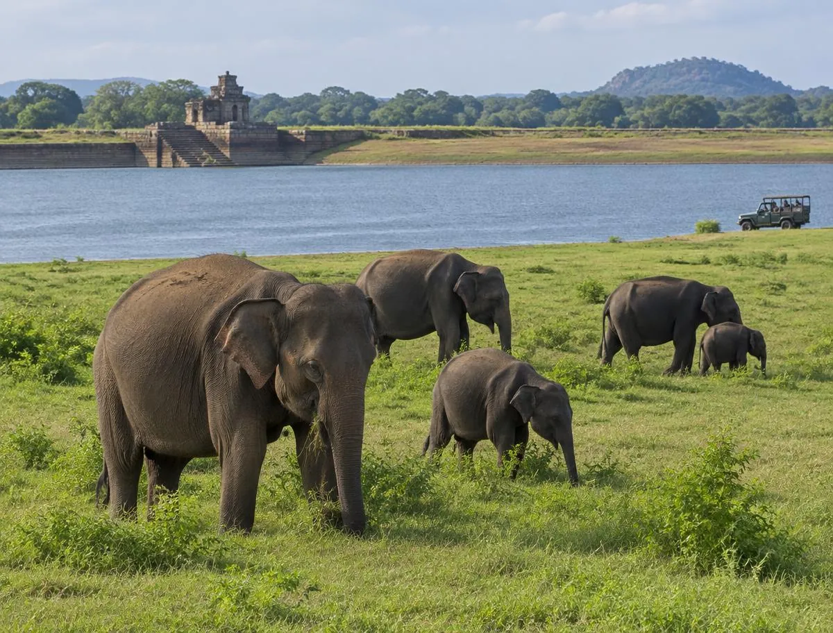 Elephants and calves grazing beside the reservoir at Minneriya National Park, Sri Lanka