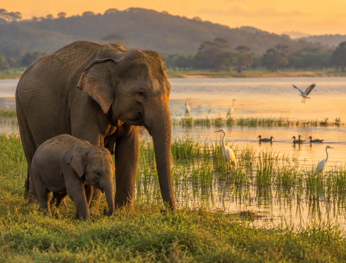 Adult elephant and calf beside the reservoir and water birds at Kaudulla National Park, Sri Lanka