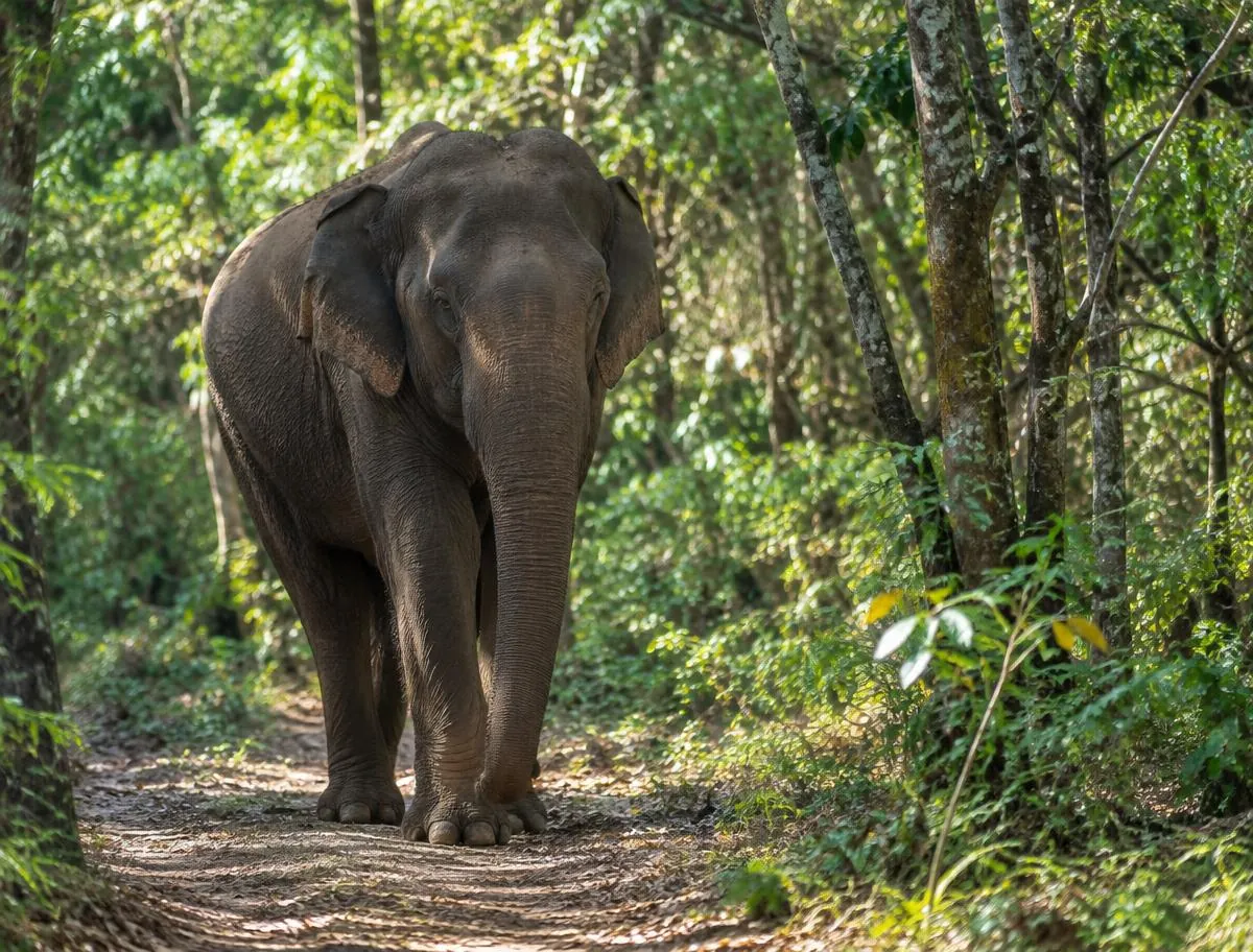 Elephant walking along a shaded forest trail at Hurulu Eco Park, Sri Lanka